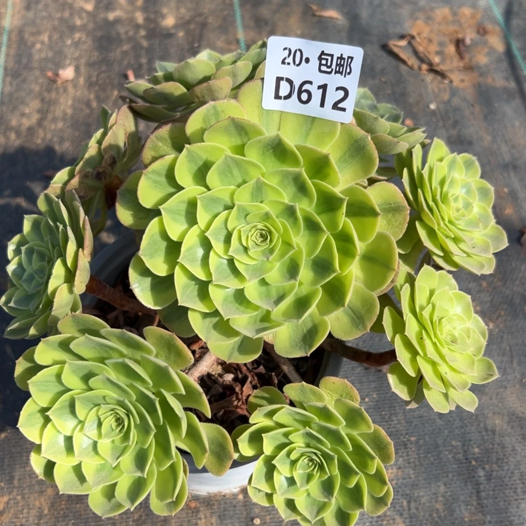 612雨荷，多肉法师