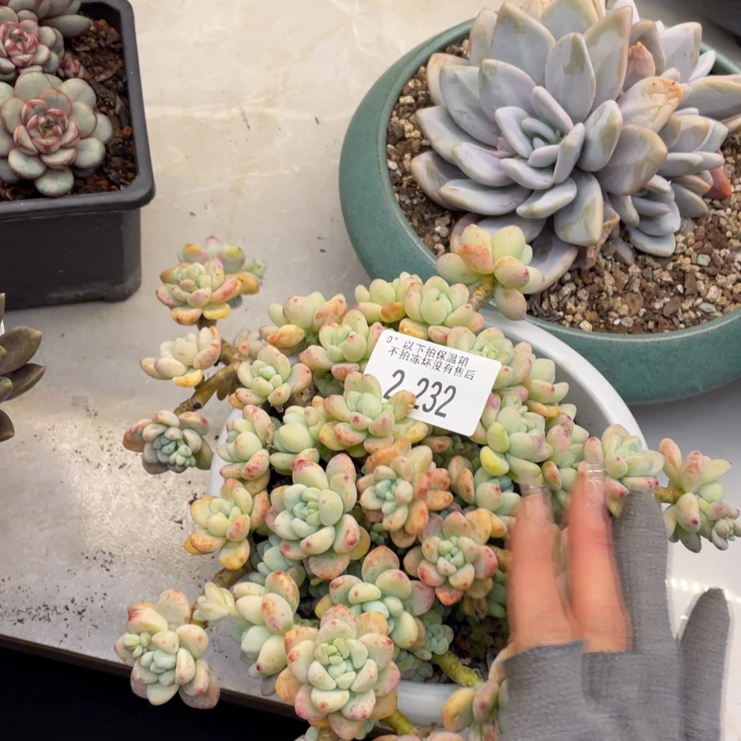 黑大帅多肉2.232劳尔