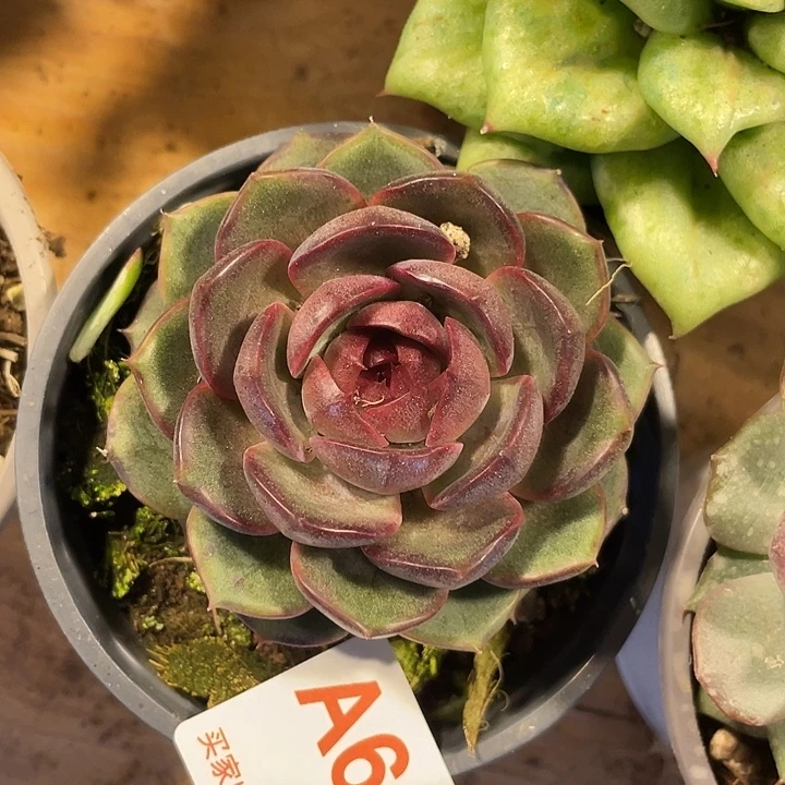 黑橙量拍满20包邮脱土发货
