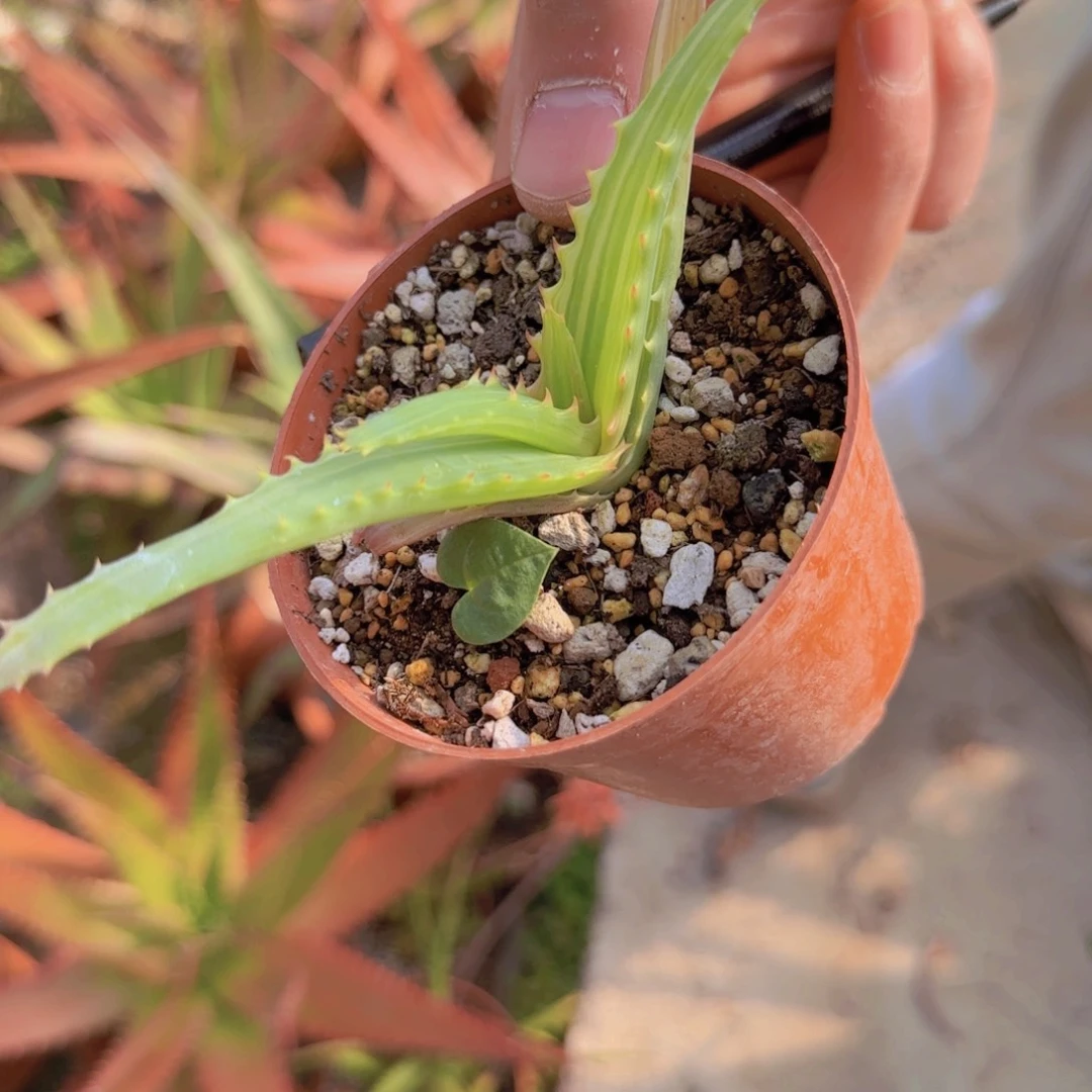 十***时块根植物块根植物