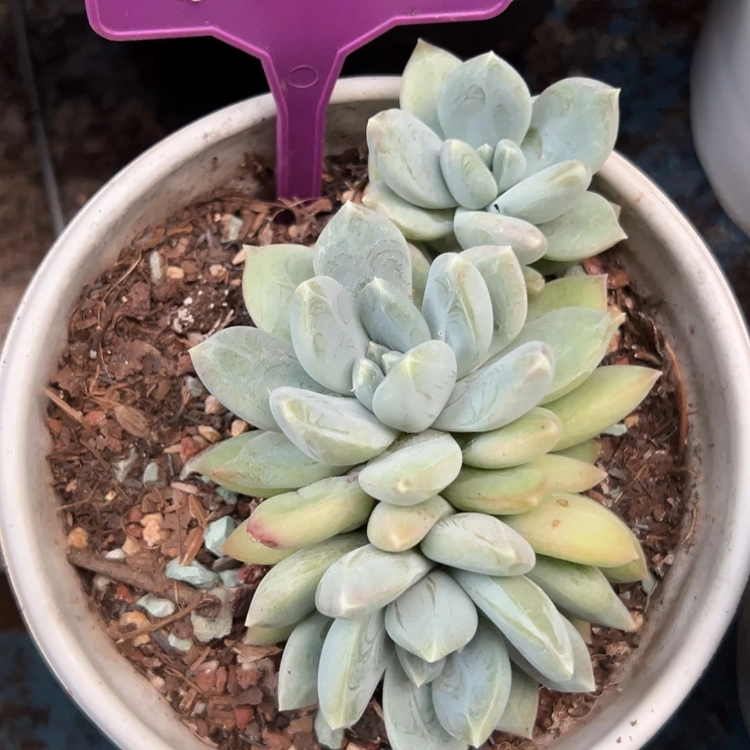 摇光多肉植物350