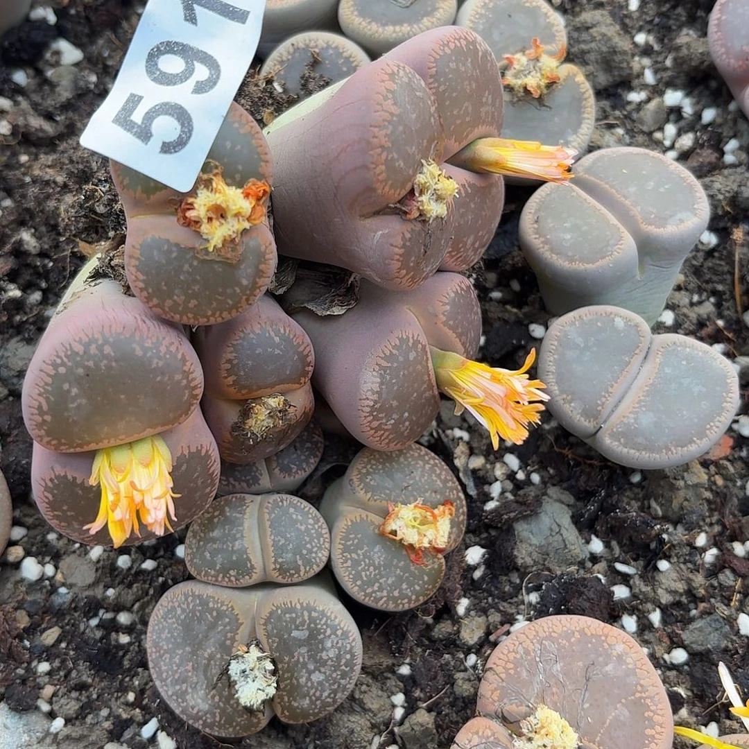 小***俞生石花一物一拍591