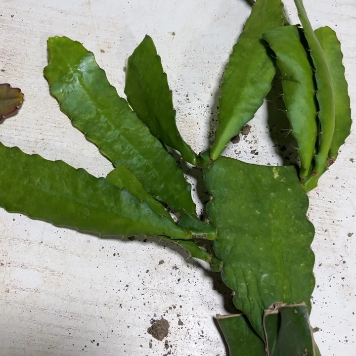 当前无花栽培后可以开花511