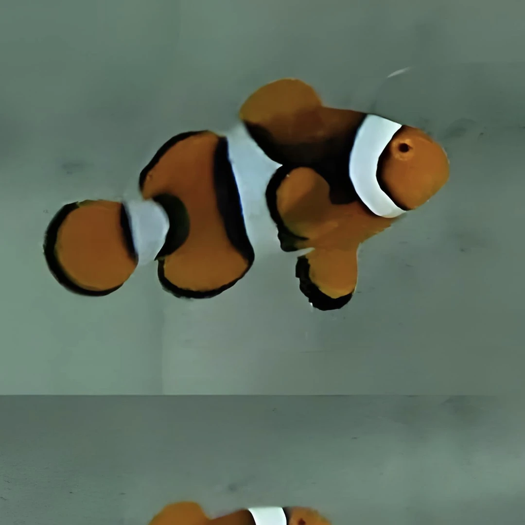 海水观赏鱼全黑背心