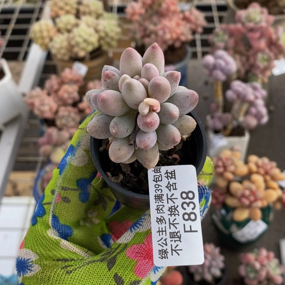 婴儿手指838/5c m