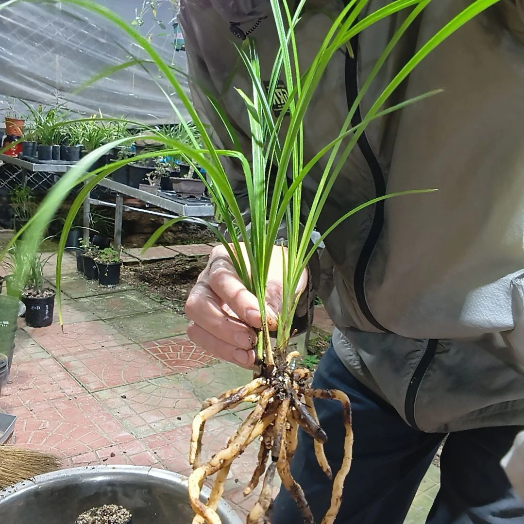 静***心无花朵莲瓣兰碧龙玉素