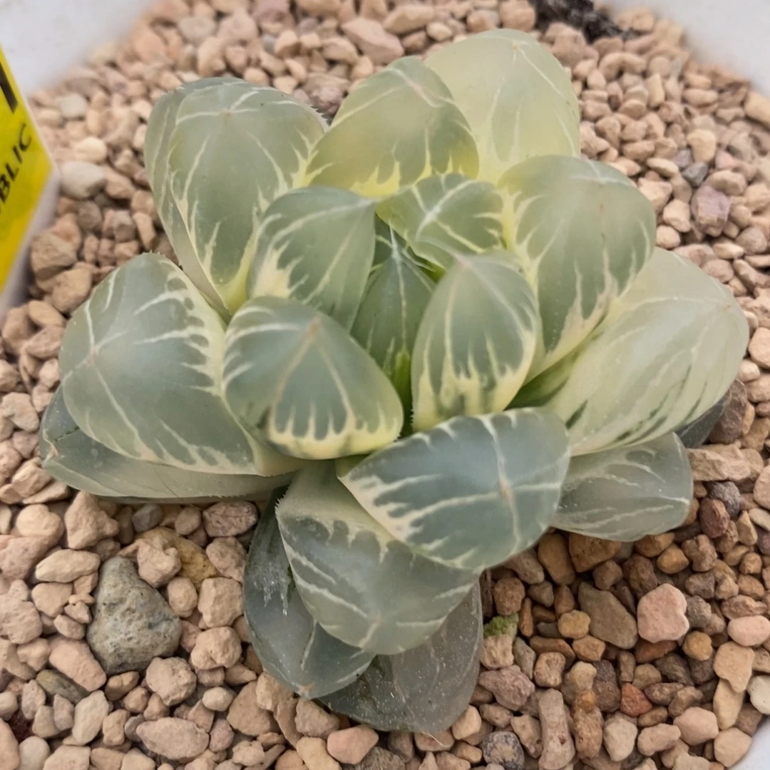 111糊斑水晶×冰川玉露锦