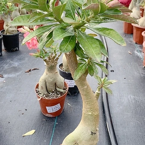 【闪购商品】无花朵微**上