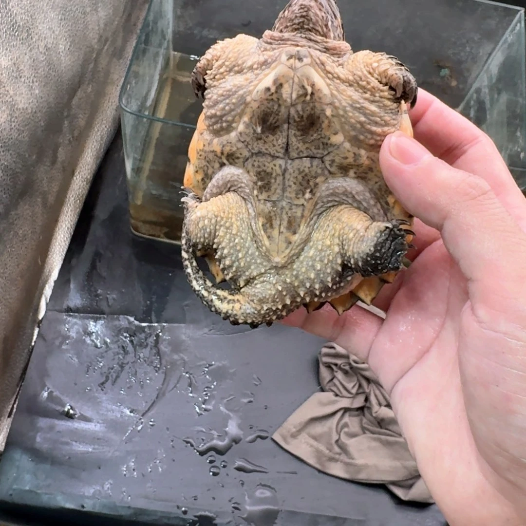 小鳄龟不分公母444