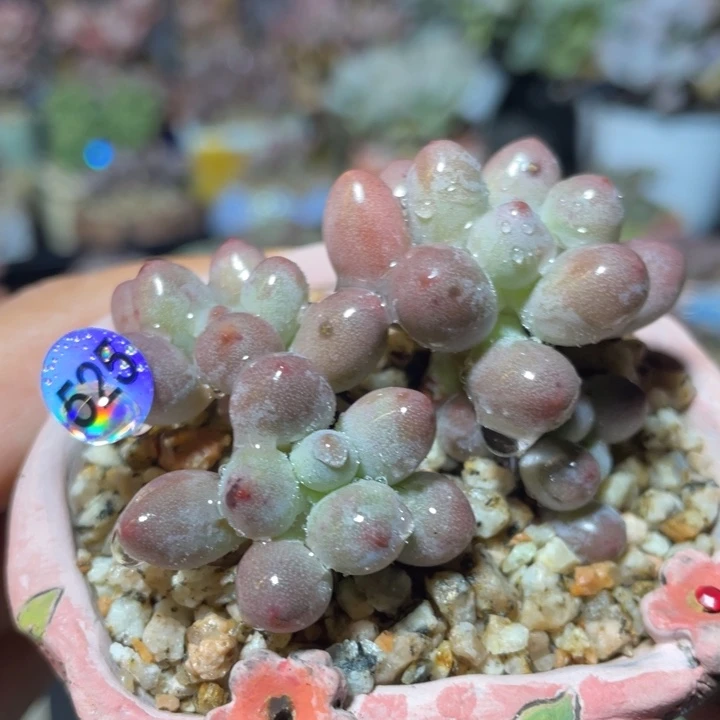 仙子奶酪多肉植物