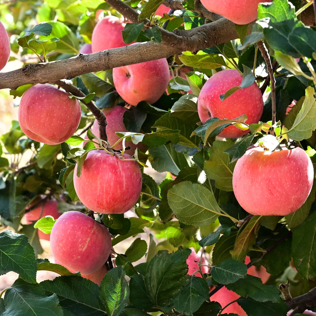 甘肃靖远红富士苹果新鲜冰糖心苹果脆甜多汁产地直发