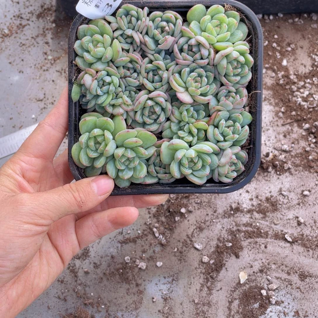 云糖心多肉植物385