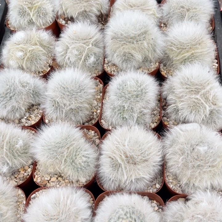 无刺丽光殿好养皮实