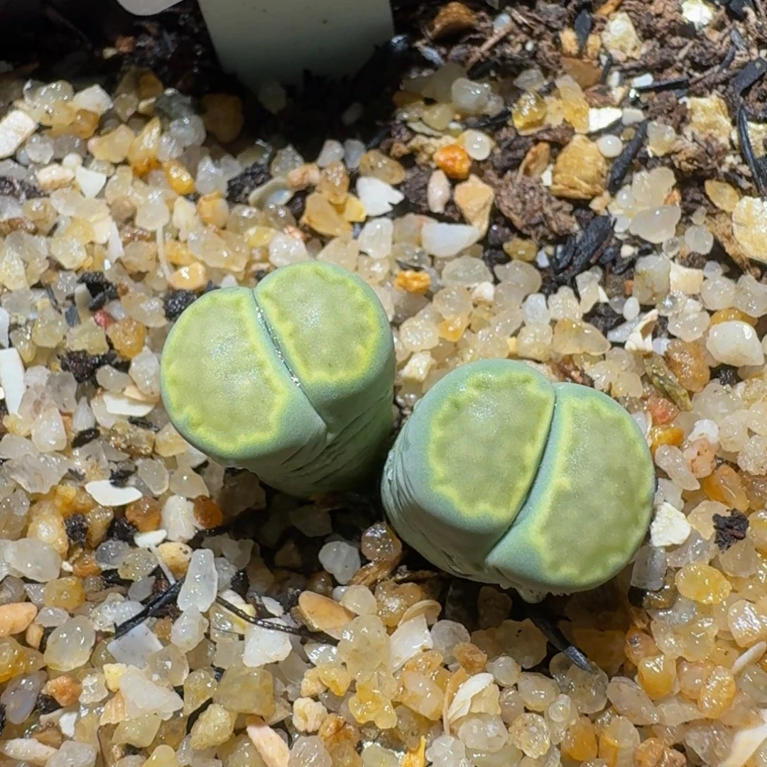 绝绝绝子生石花500