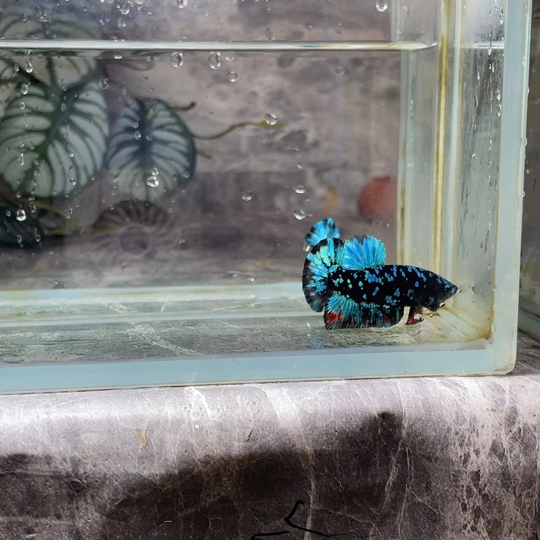 斗鱼育平斗鱼泰国斗鱼