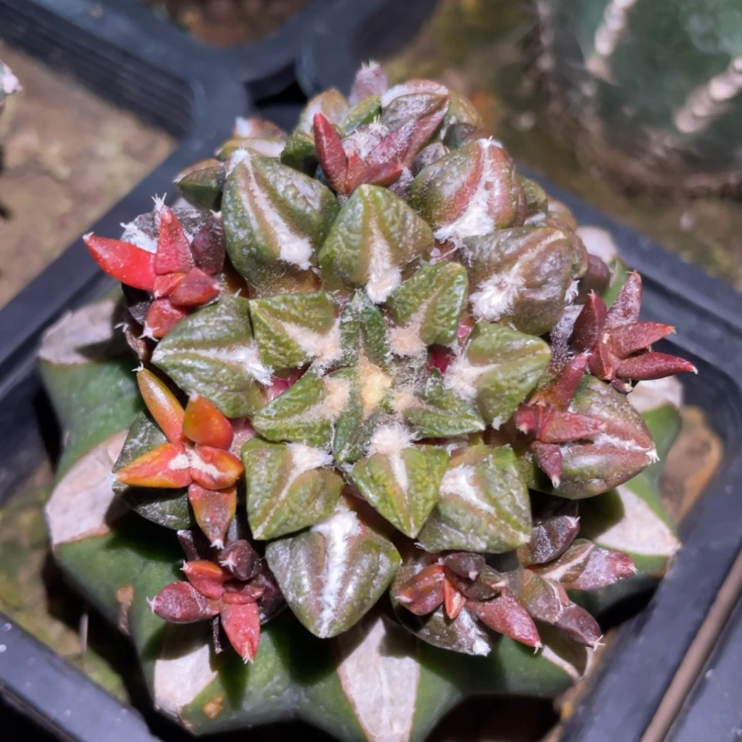 黑牡丹锦群体 仙人球