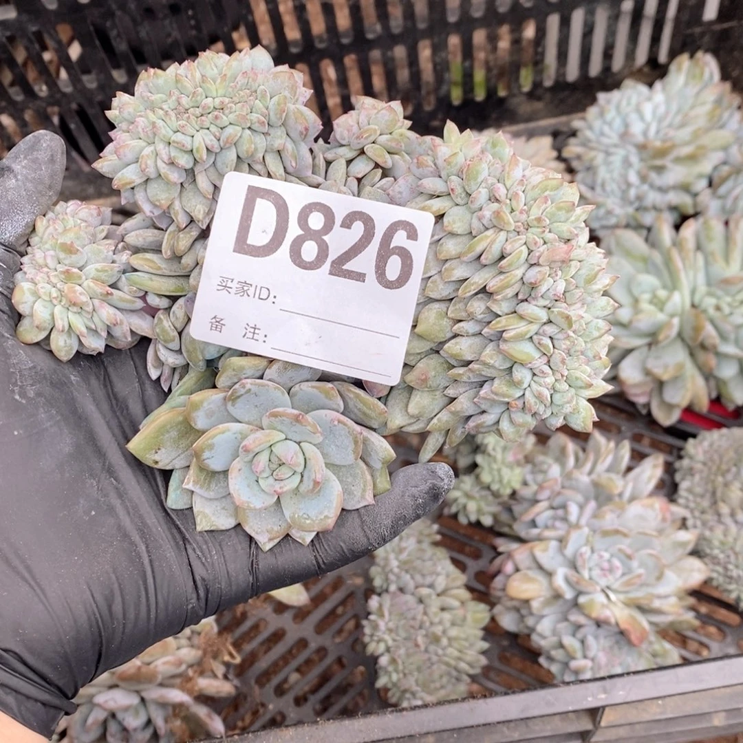 雨***826 突尼斯石榴籽缀