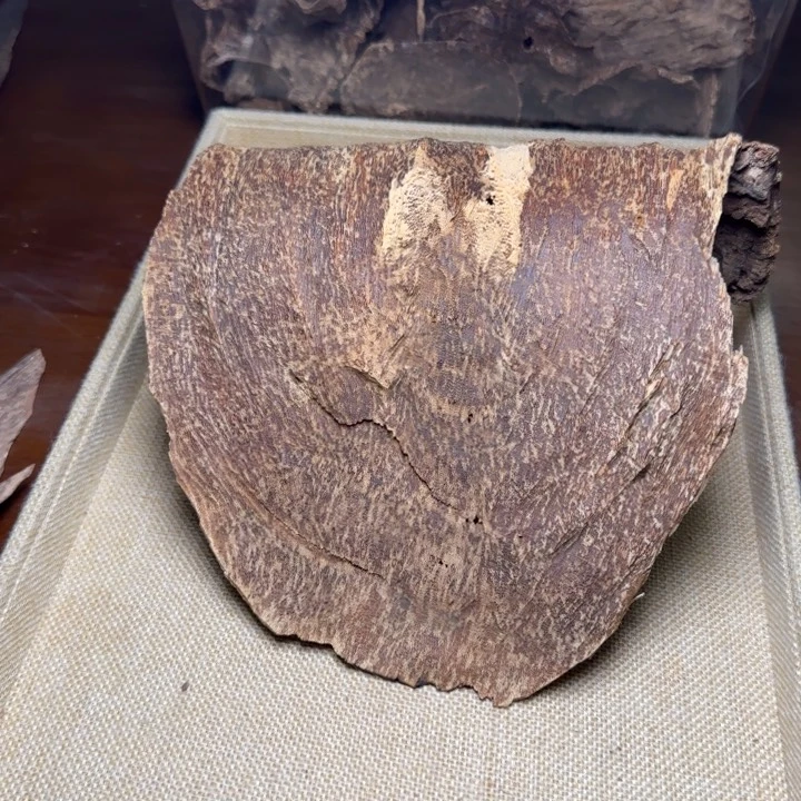 香榧木老顶老顶老顶