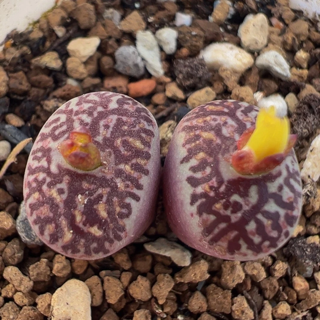 45多肉植物百科墨小锥