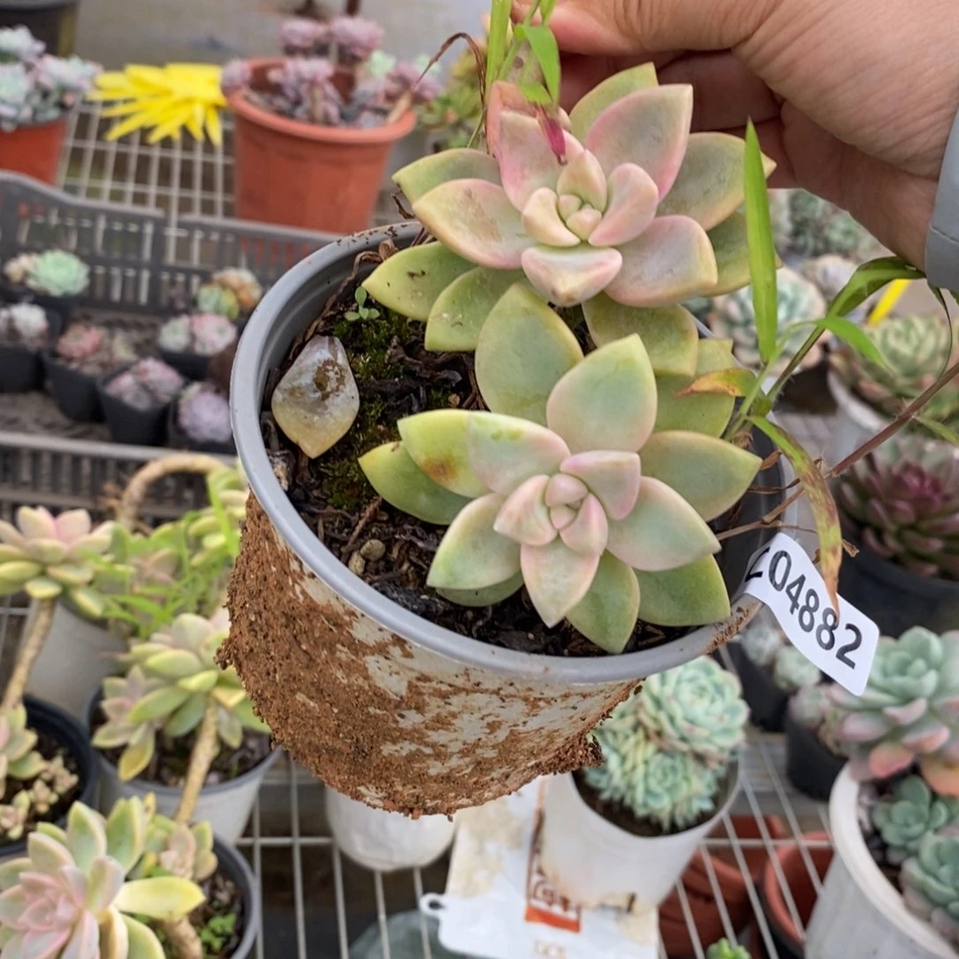 4882紫雾老桩一物一拍
