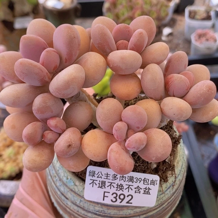 糖果桃蛋老桩11cm392多肉植物