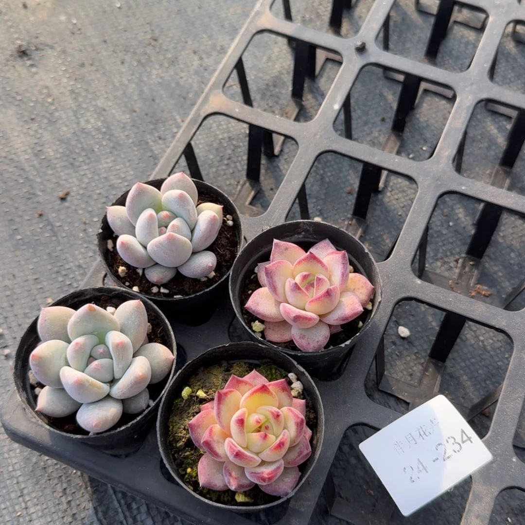 两颗红尖美人+2颗夜魔侠24-234