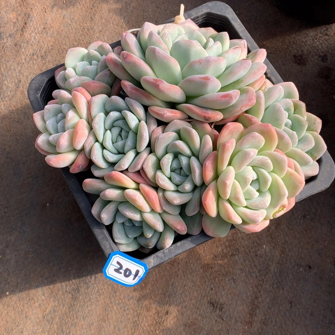 201冰玉 一物一拍多肉