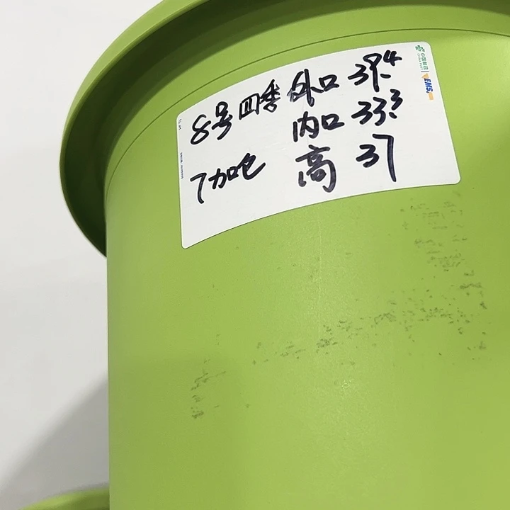 八号特价四季口39高37果绿带托3个