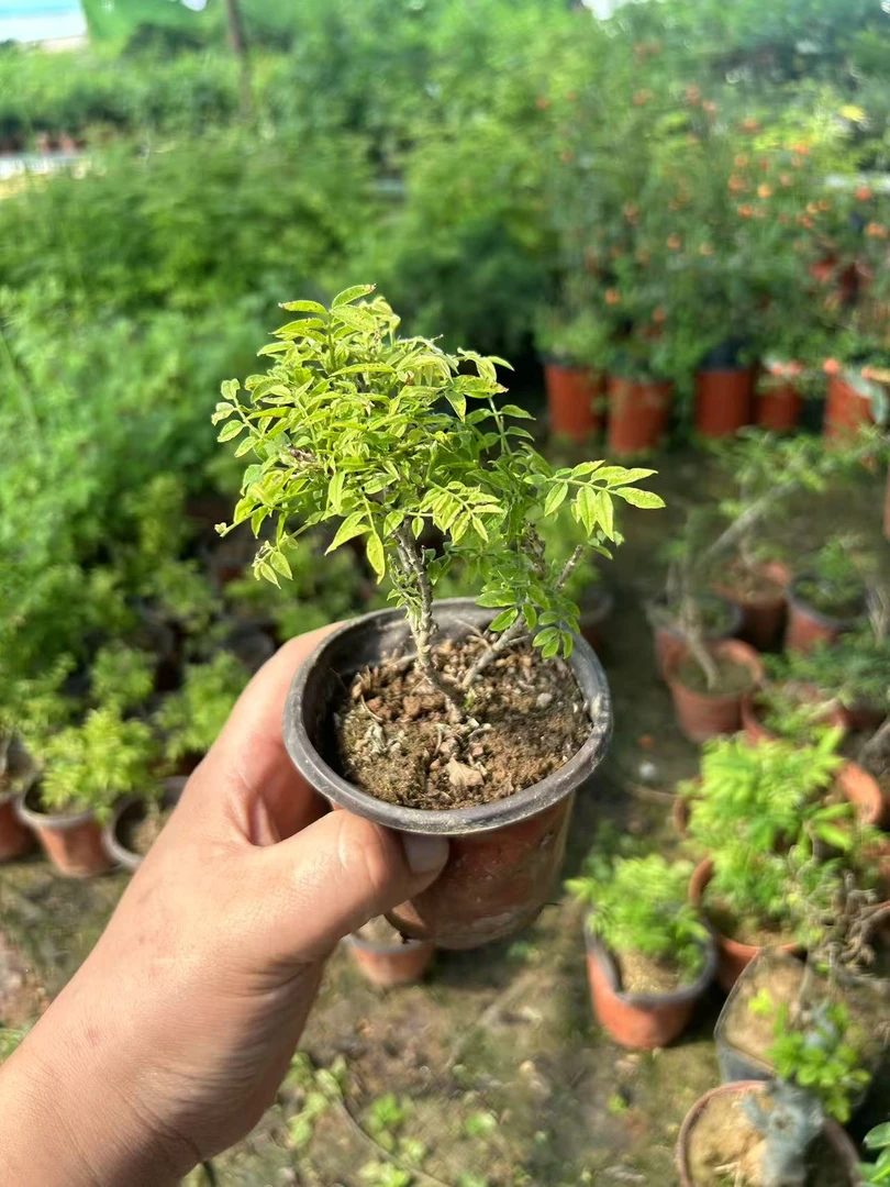 日货姬紫藤 小微盆景  很小很小很小