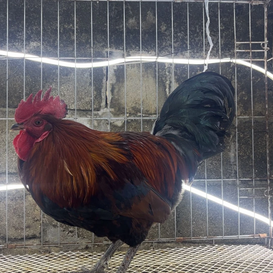 用***5长尾鸡凤凰象限土公鸡一只