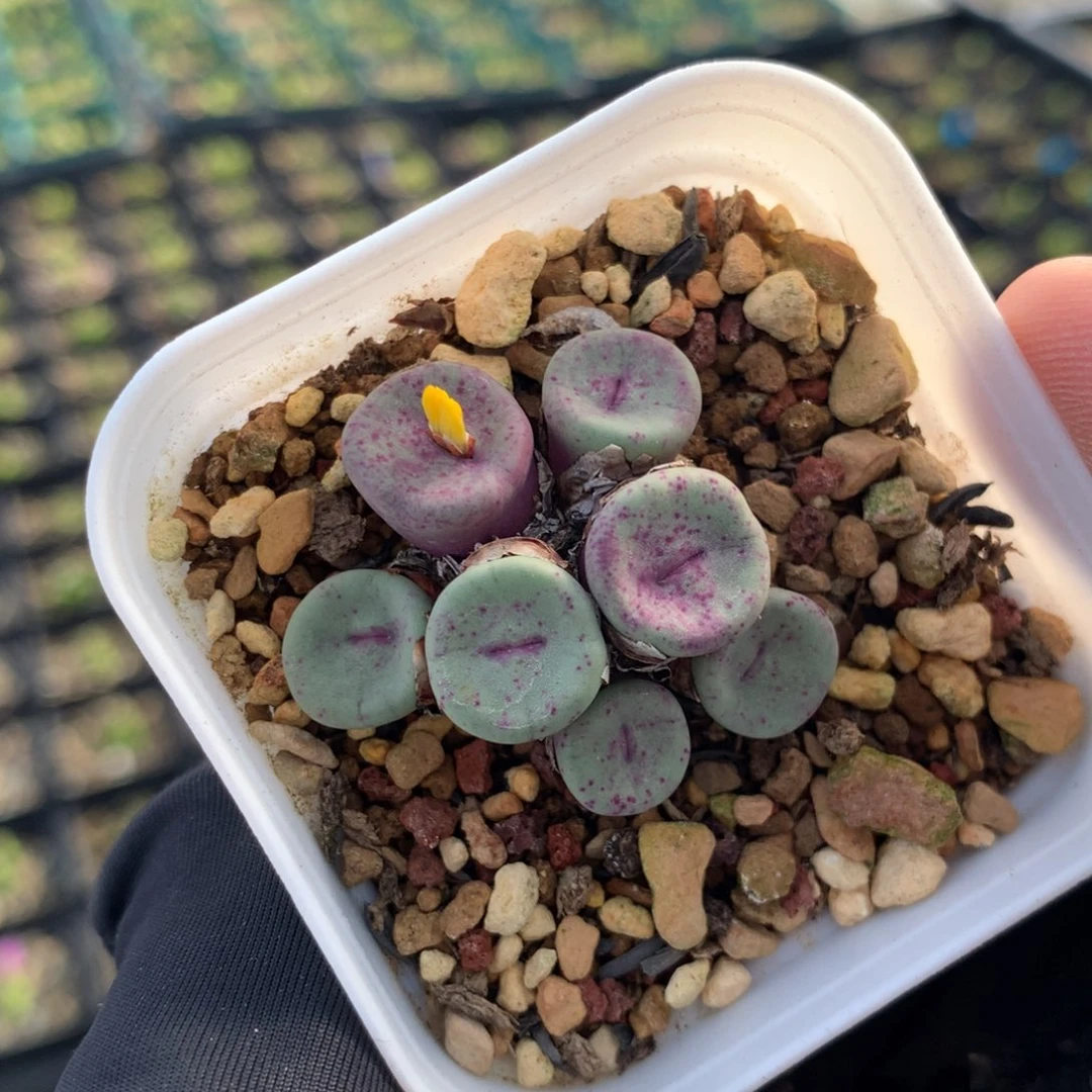 860红嘴母本一颗