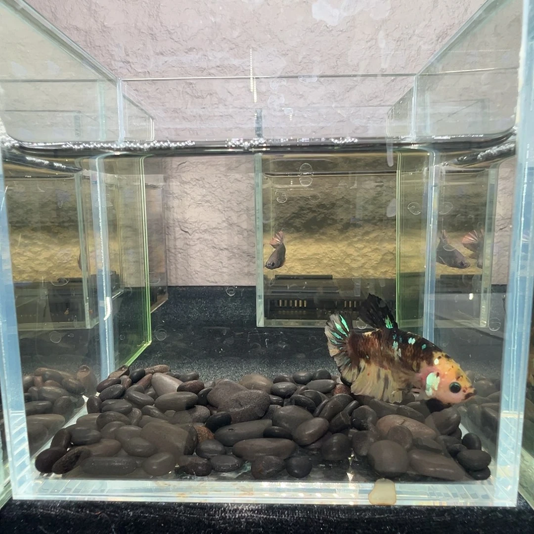 斗鱼阿浩泰斗9日68号