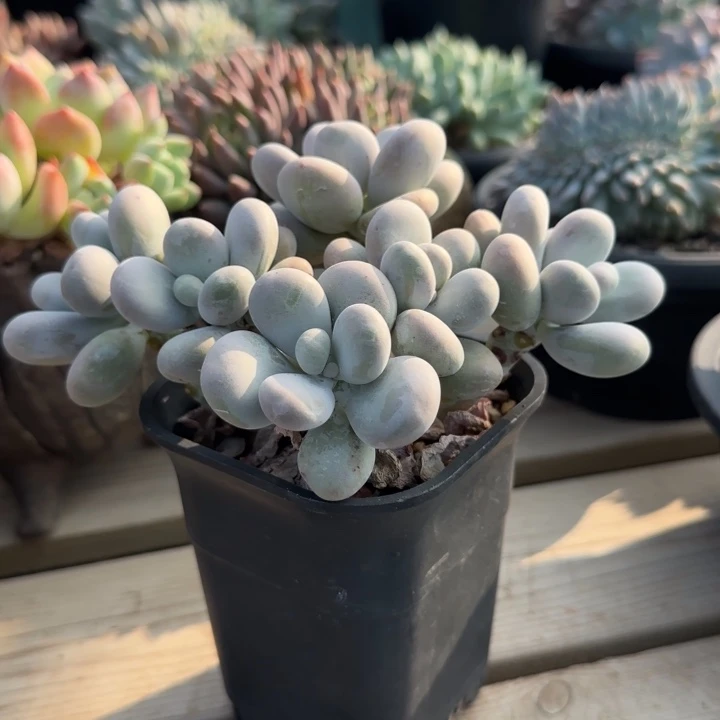 平头奶酪五十包邮