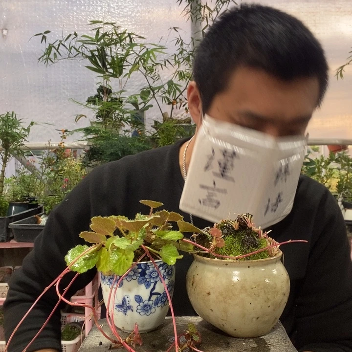 以实际为准盆景绿植盆栽37