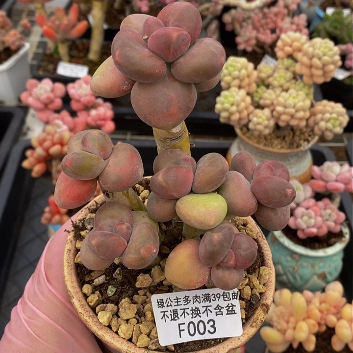 芒果奶9cm003多肉植物