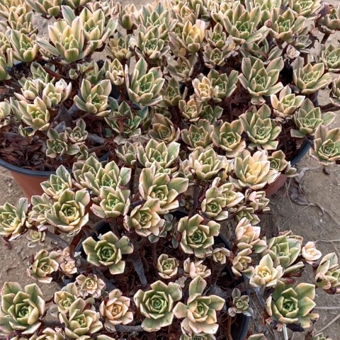 甜茶法师多肉植物759