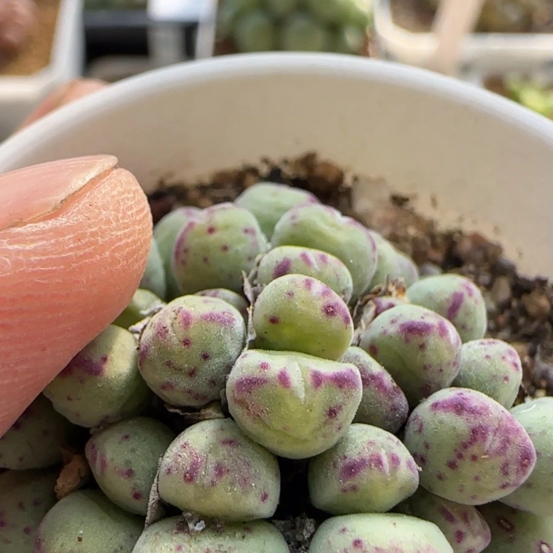 【闪购商品】叮*猫7917