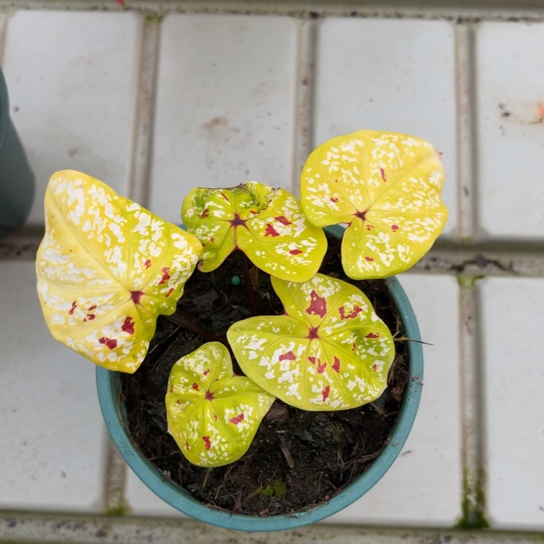 泰国彩叶芋21-1223