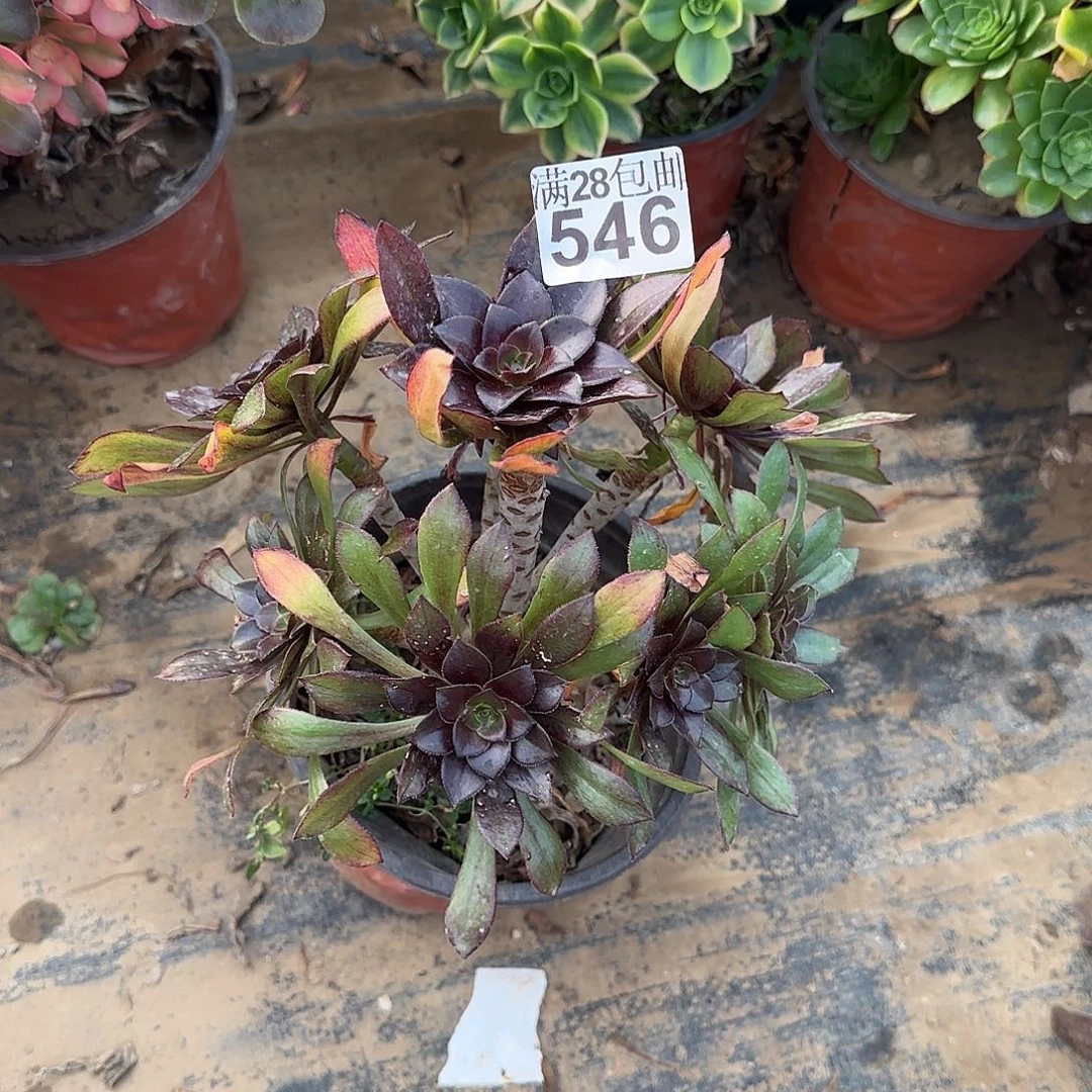 p**u灰法师多肉546满28包邮断枝不包