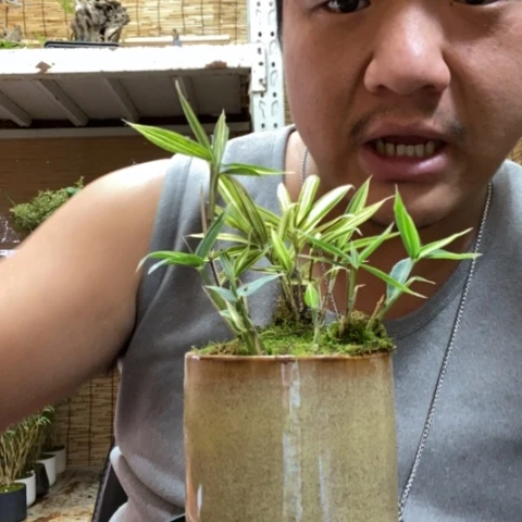 红陶一物一拍所见即所得49