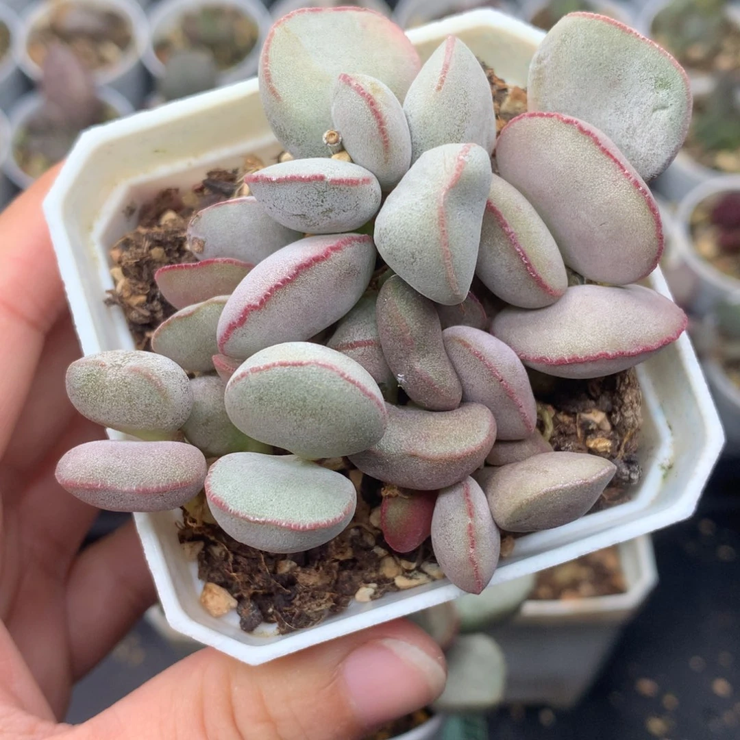 白肌红蛋 多头爆盆