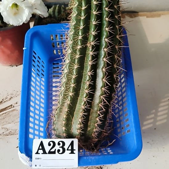 当前无花栽培后可以开花a234