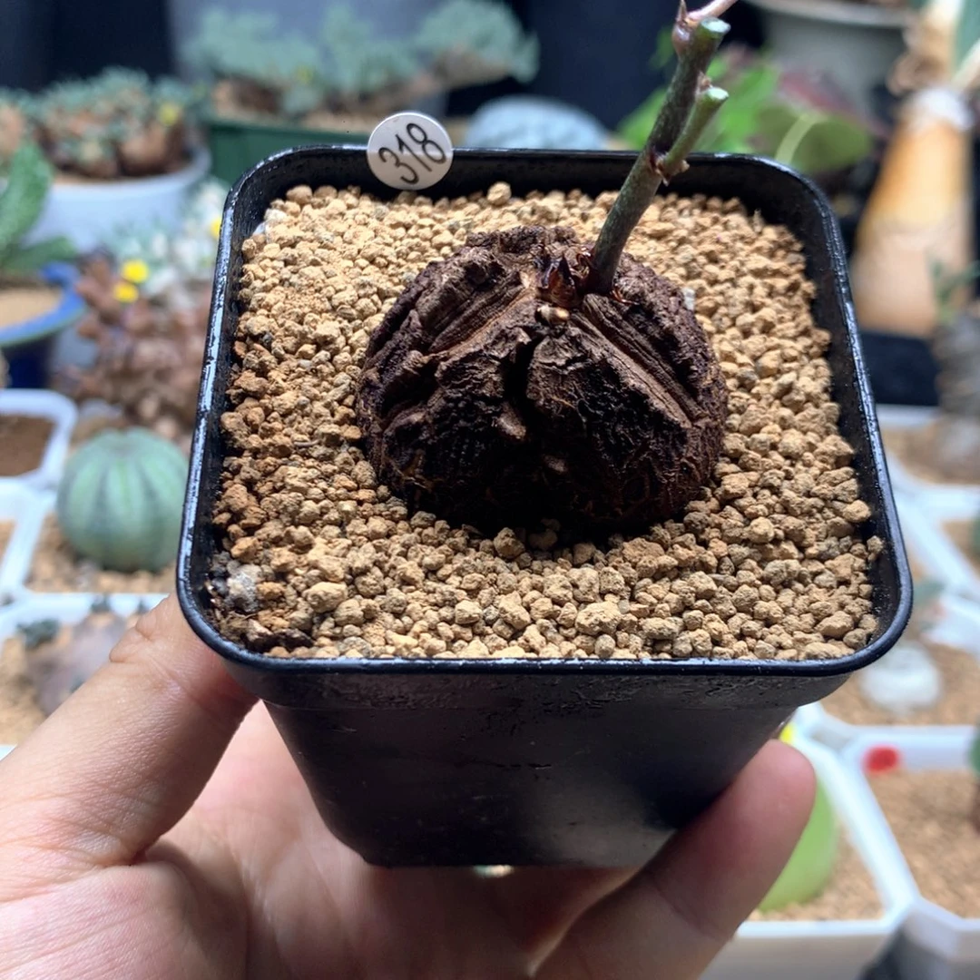 南非龟甲龙带盆发货318