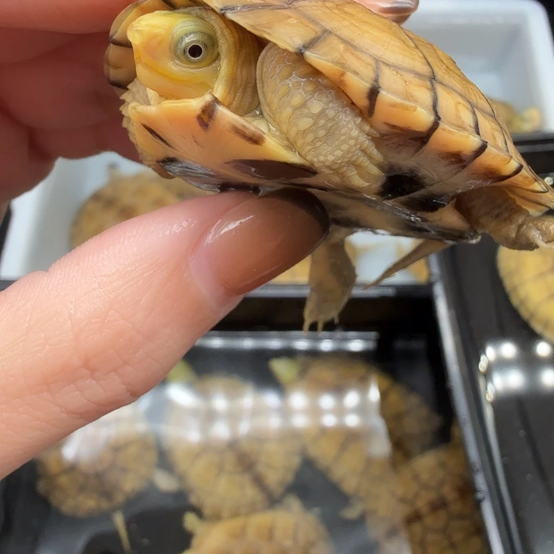 不***道绿毛龟母乌龟乌龟乌龟