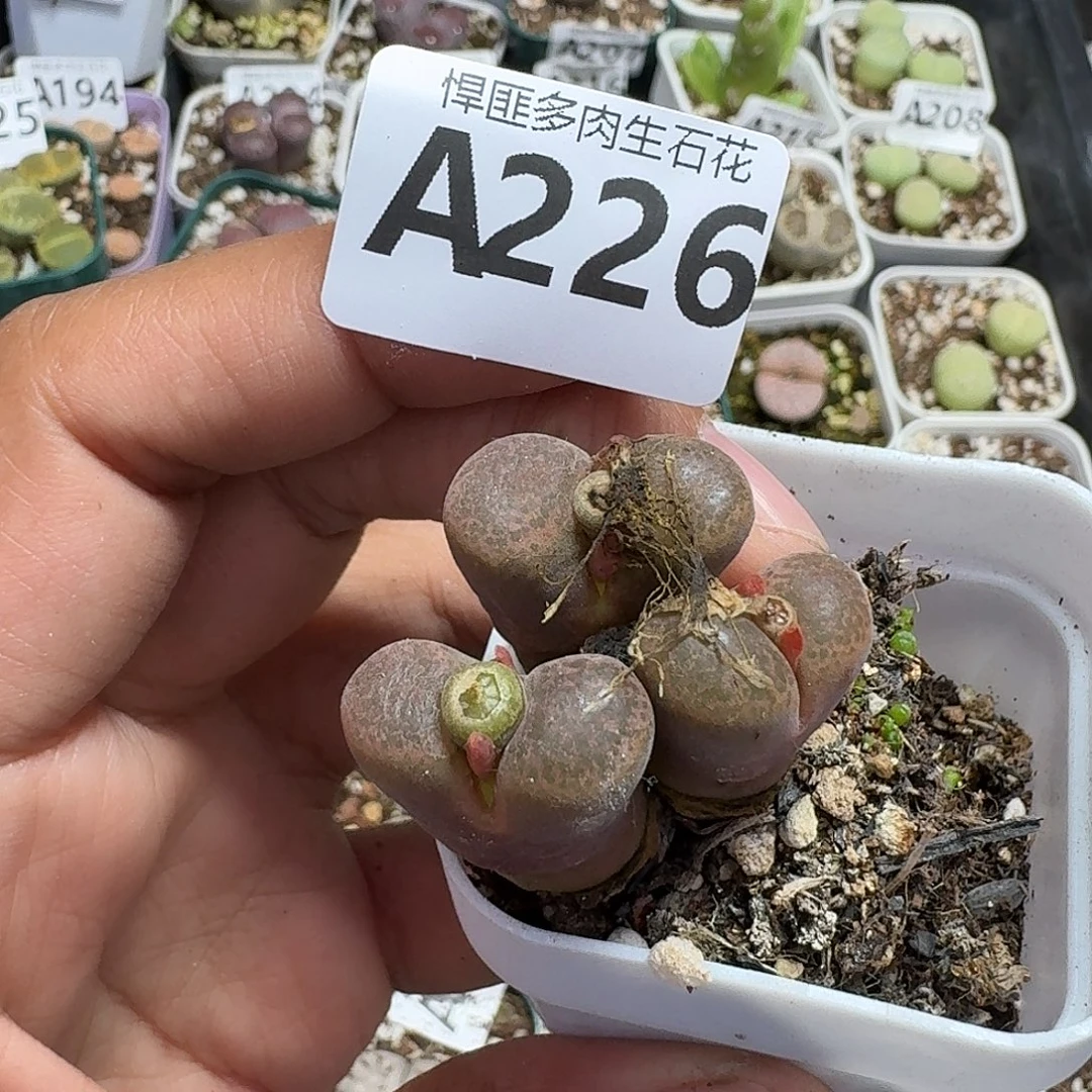 226多肉植物多肉植物