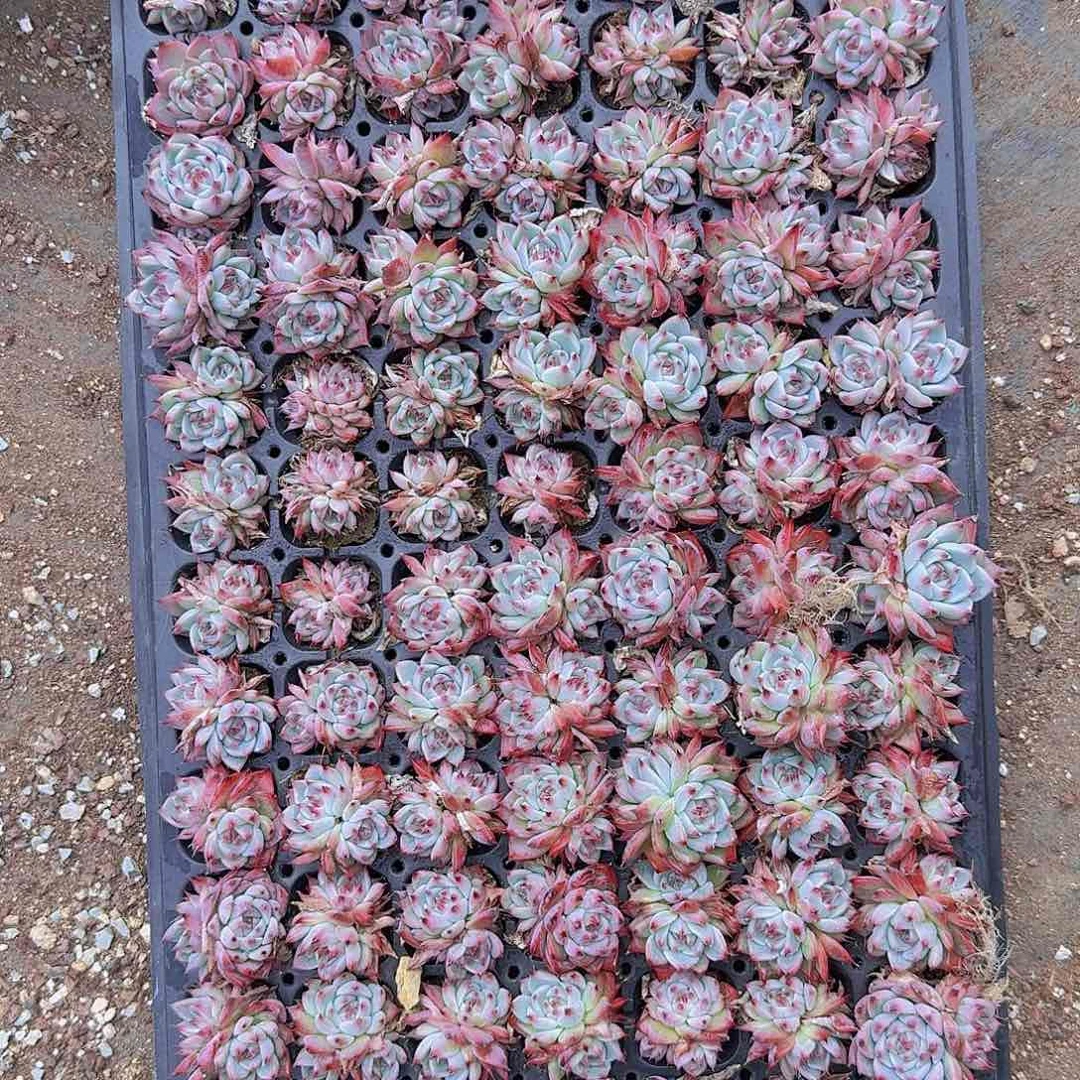 水蜜桃105颗土球带拖地