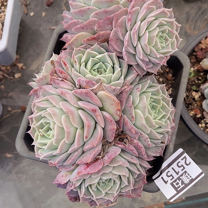 海林娜25151多肉植物