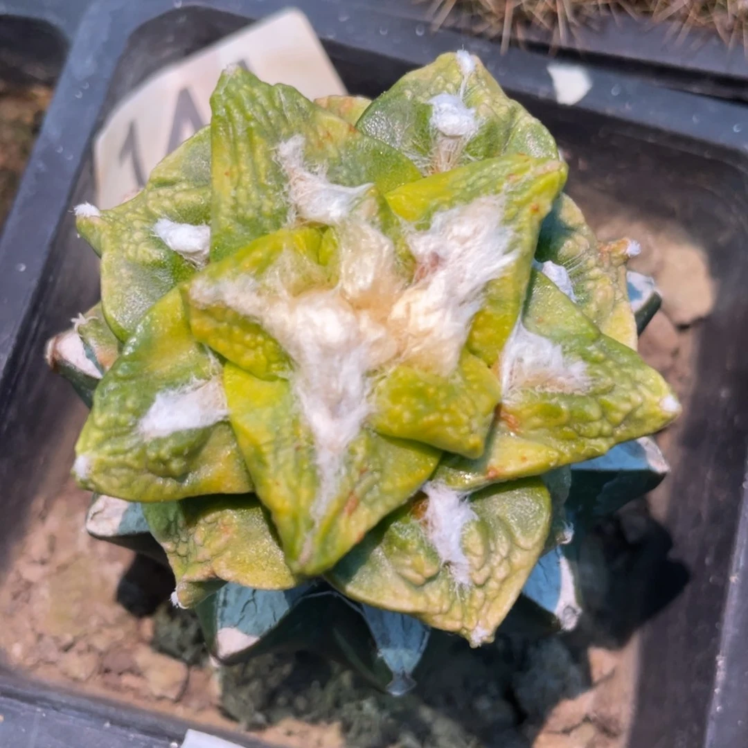 全部花朵龟甲锦144