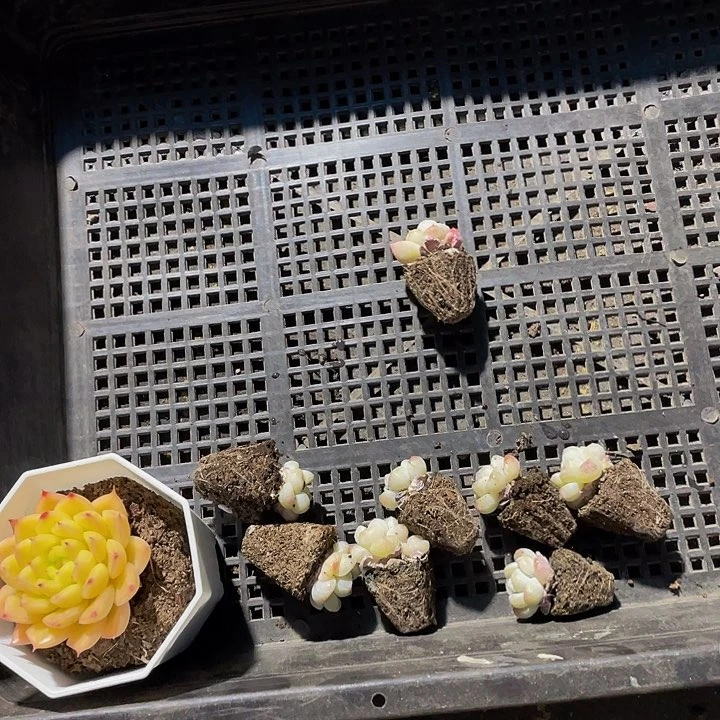 蝉***~36号筐带盆土发货