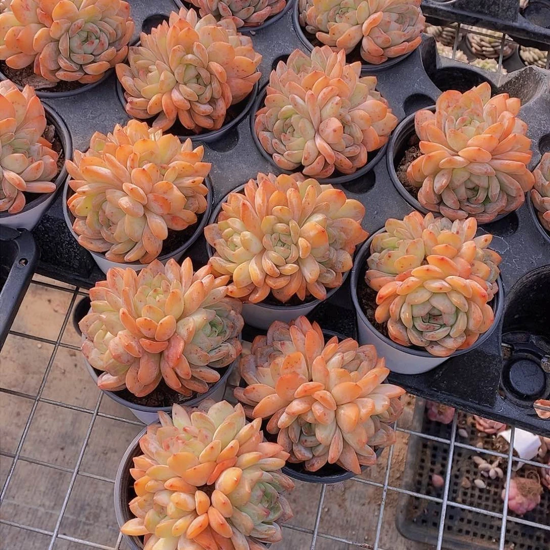 0124-全明星大三头母本一颗 量拍